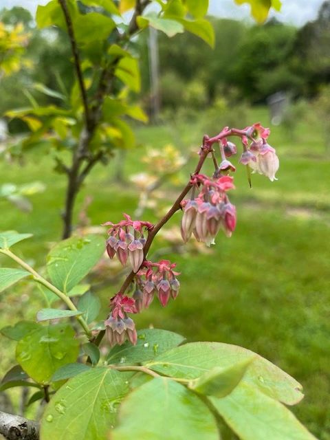 Beulah Land Blueberry Farm
