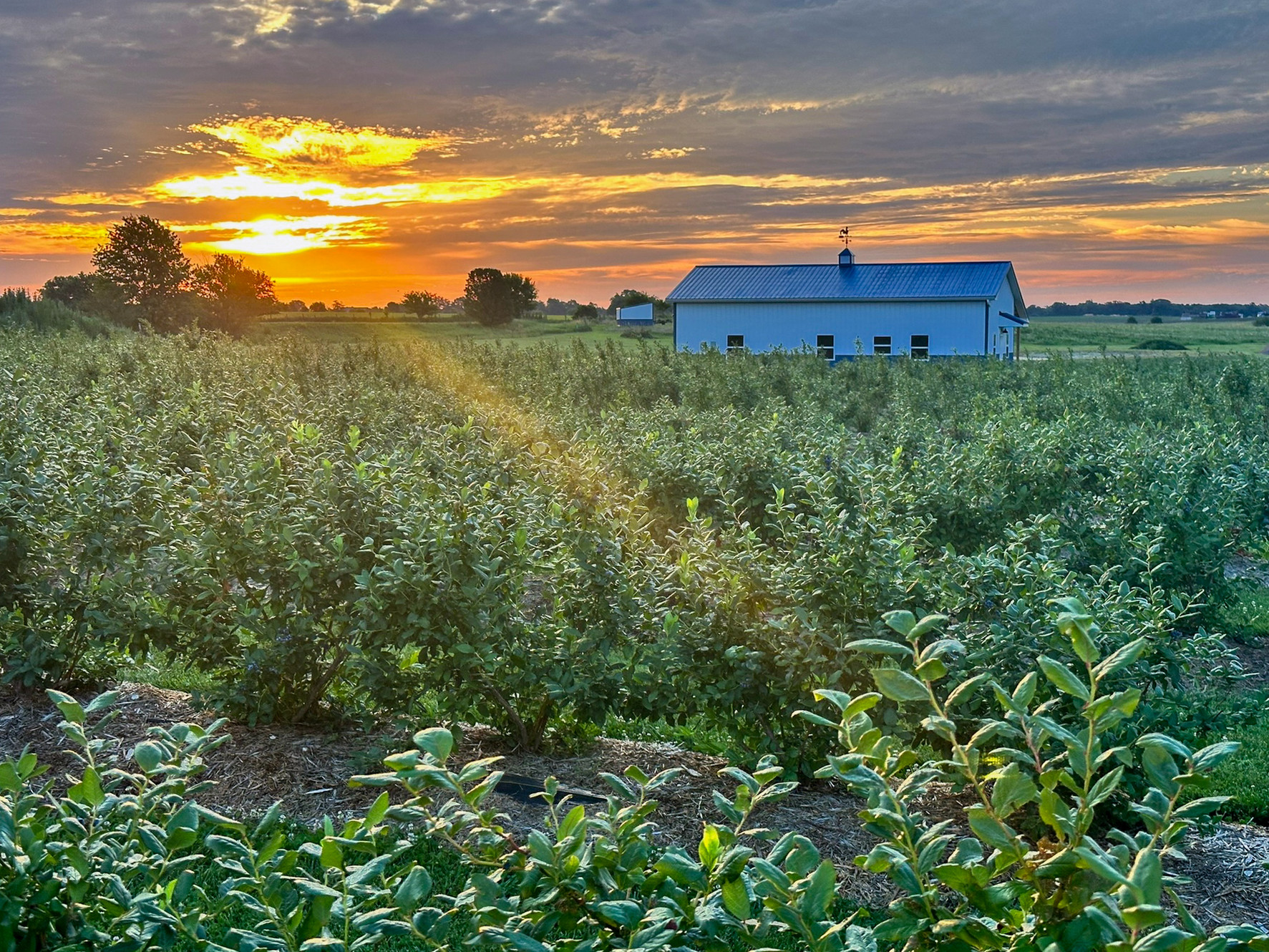 Blueberry Hill Farm