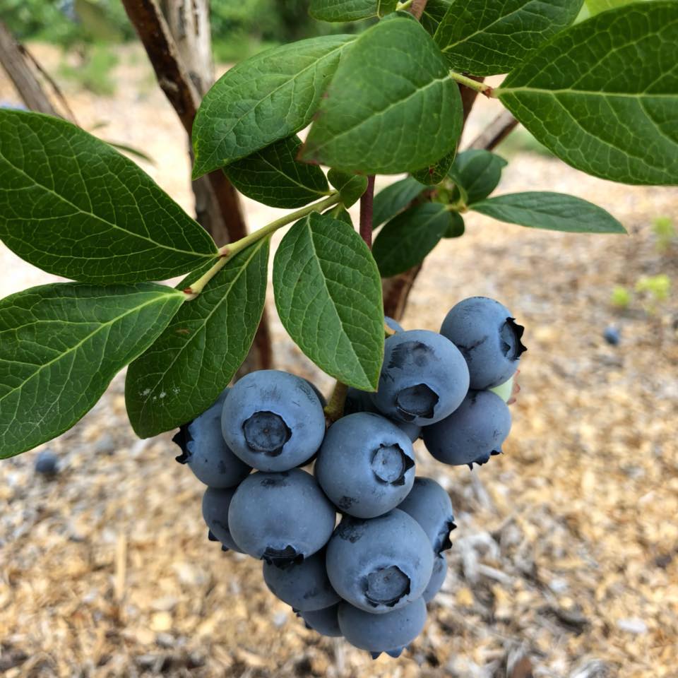 Dixon Family Berry Farm