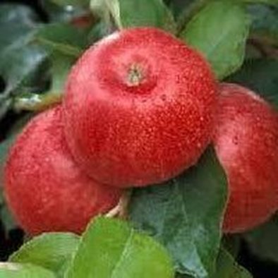 Mcilquham Orchard and Strawberries