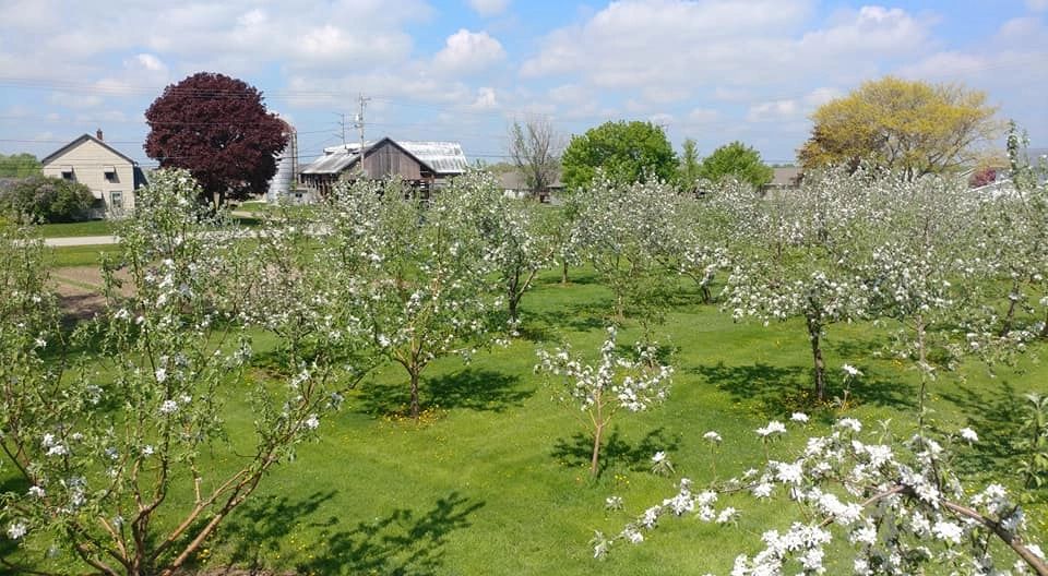 Sharky's Orchard