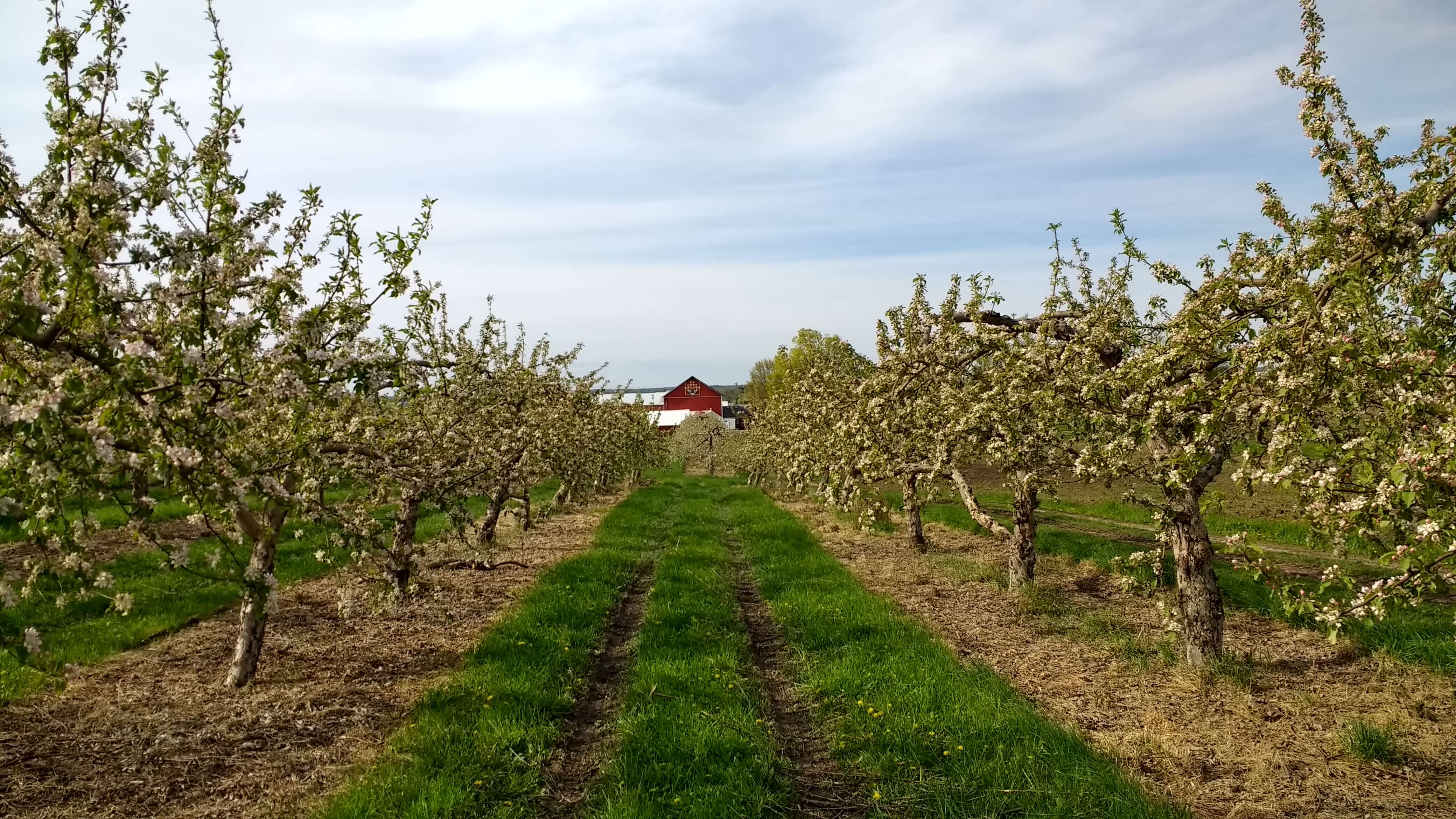The Apple Barn Orchard and Winery
